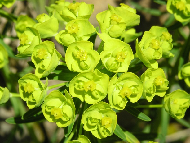 Euphorbia cyparissias