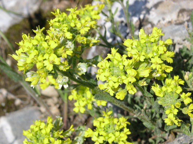 Da determinare - Alyssum sp.