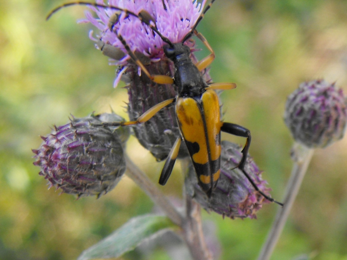 Rutpela maculata