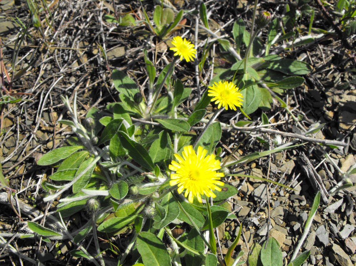 Pilosella officinarum (=Hieracium pilosella)