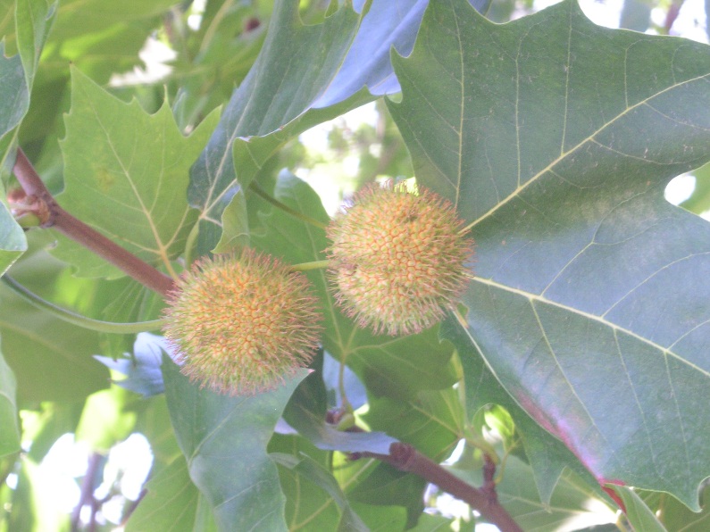 Platanus hispanica  (= Platanus hybrida) / Platano comune