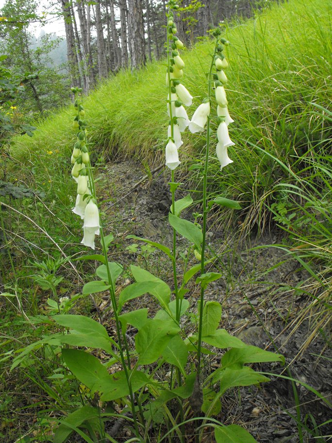 Digitalis purpurea  (apocromia)