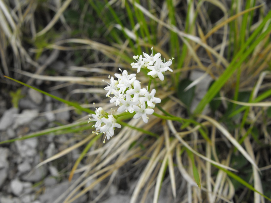 Valeriana saxatilis / Valeriana delle rupi