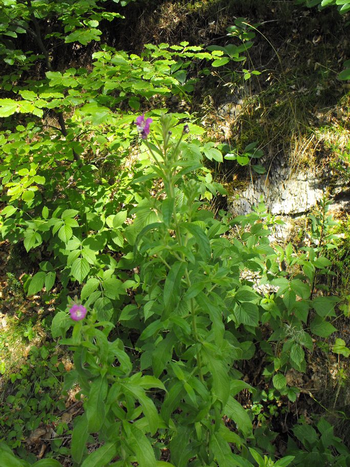 Epilobium hirsutum