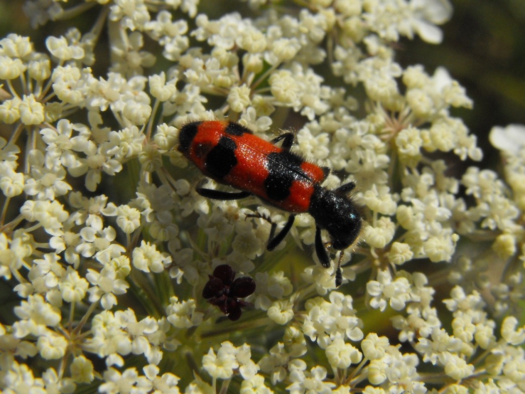 Trichodes apiarius