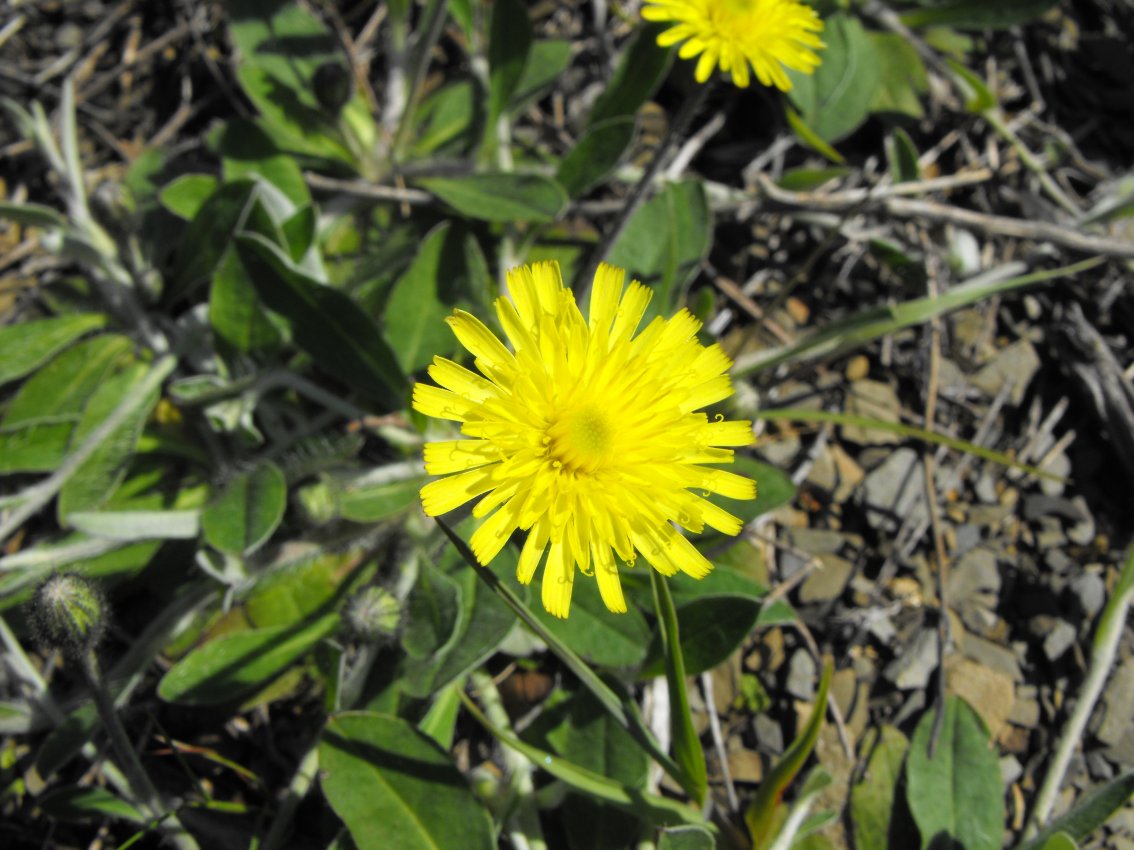 Pilosella officinarum (=Hieracium pilosella)