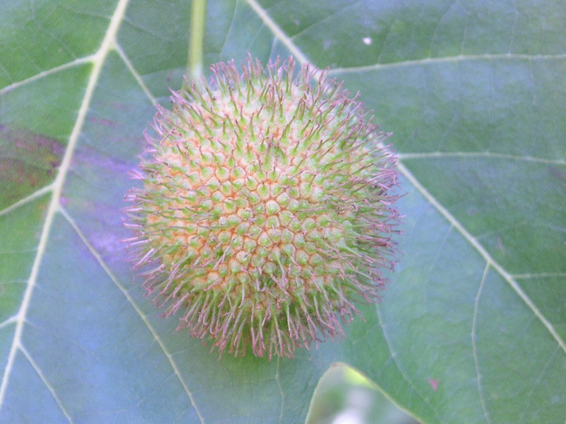 Platanus hispanica  (= Platanus hybrida) / Platano comune