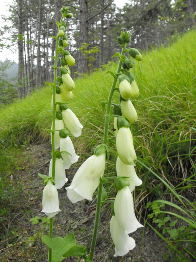 Digitalis purpurea  (apocromia)