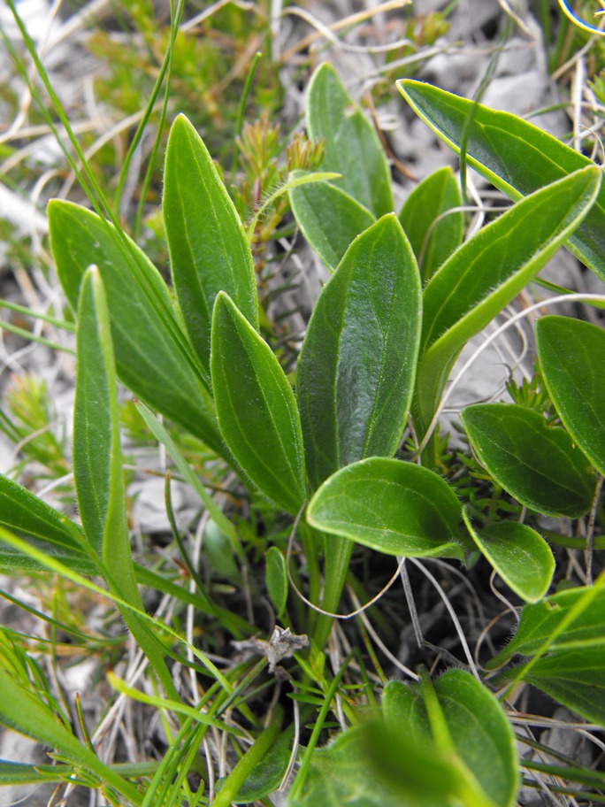 Valeriana saxatilis / Valeriana delle rupi