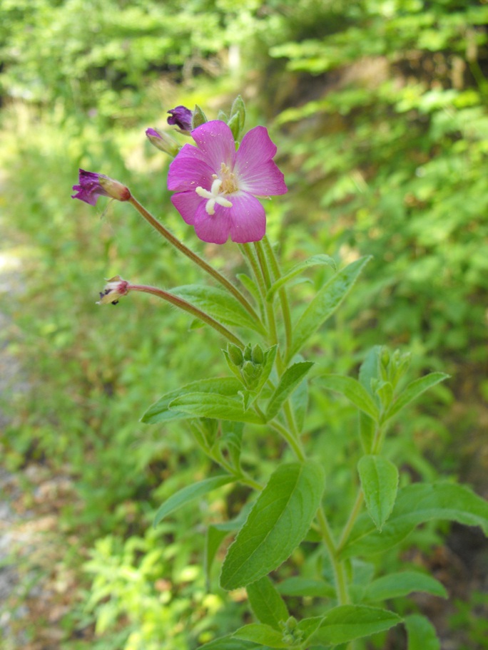 Epilobium hirsutum