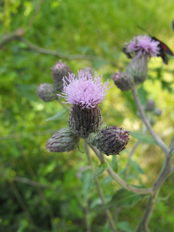 Cirsium arvense / Cardo campestre