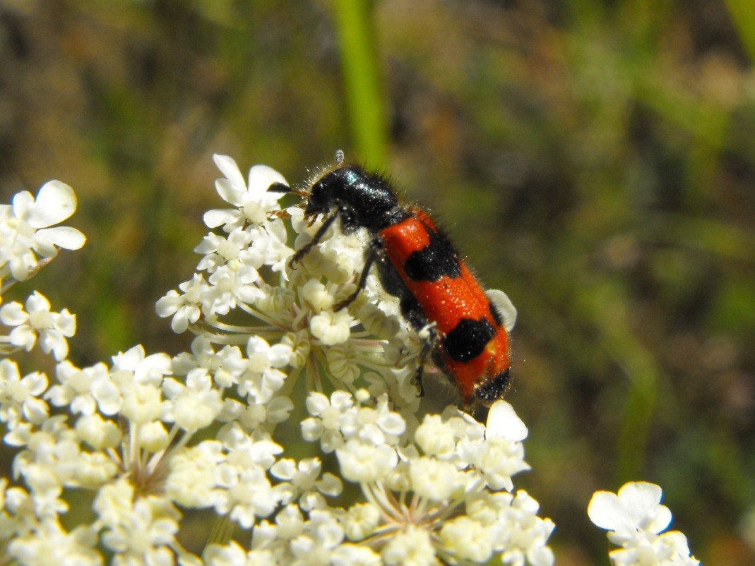 Trichodes apiarius