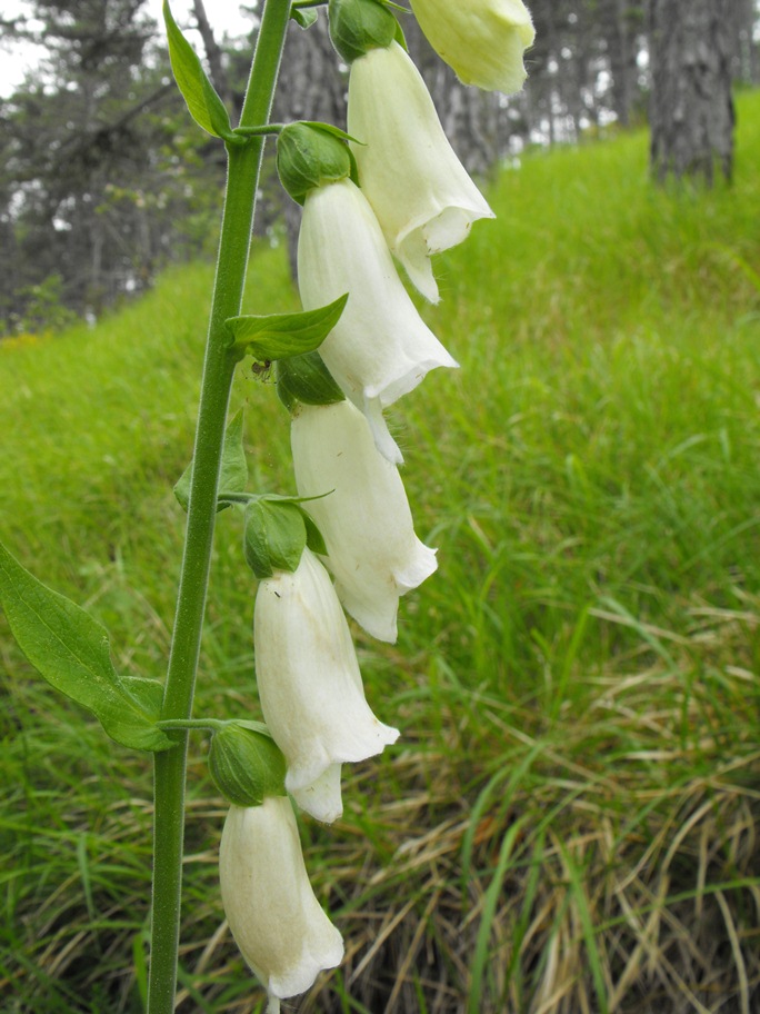 Digitalis purpurea  (apocromia)