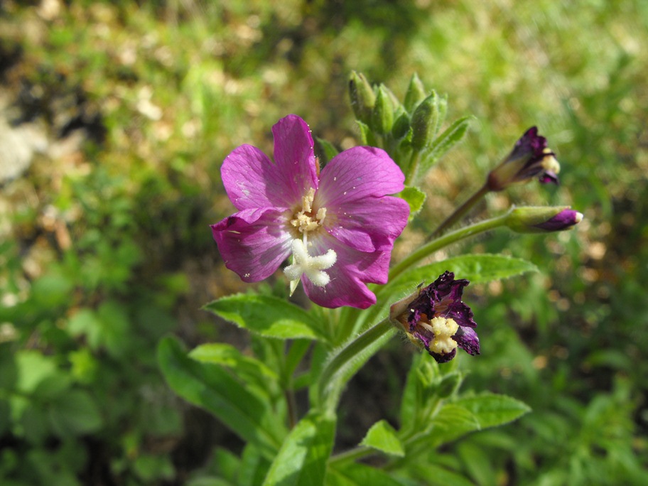 Epilobium hirsutum