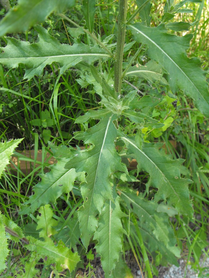 Cirsium arvense / Cardo campestre