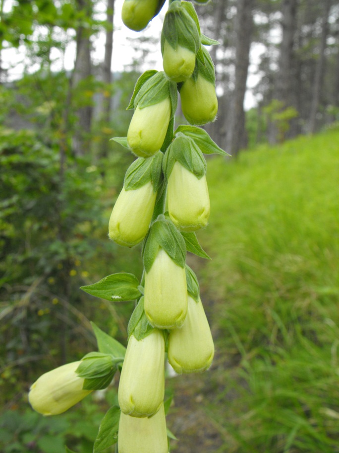 Digitalis purpurea  (apocromia)