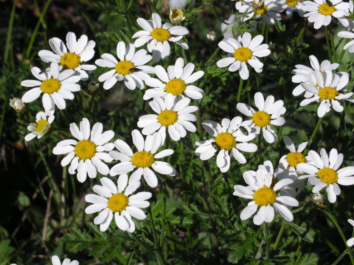 Tanacetum corymbosum