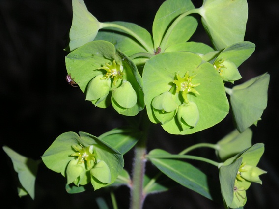 Euphorbia amygdaloides