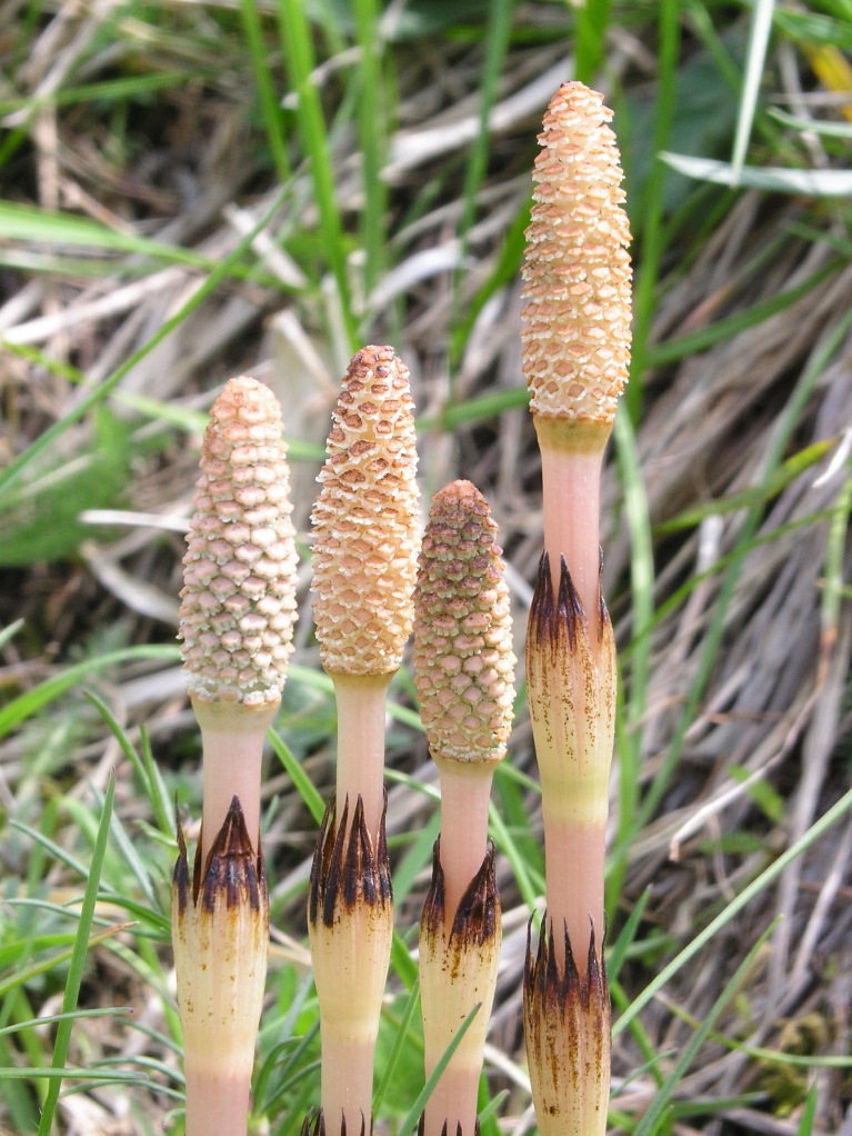 Equisetum telmateia?