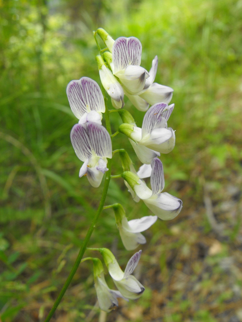 Leguminosa - Vicia sylvatica