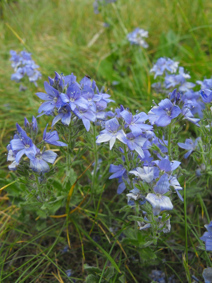 Veronica orsiniana / Veronica di Orsini