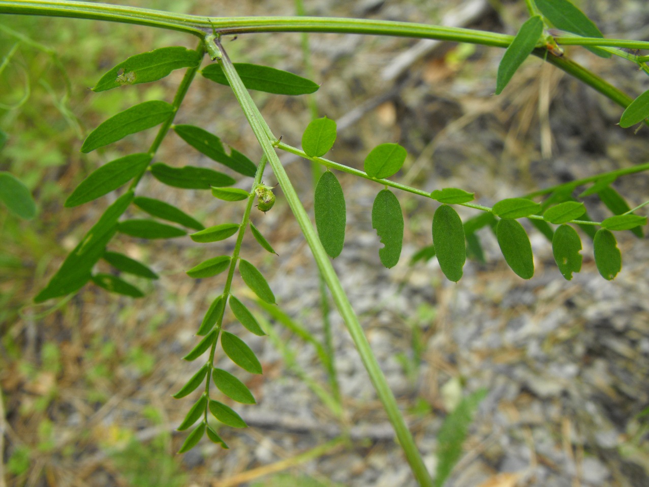 Leguminosa - Vicia sylvatica