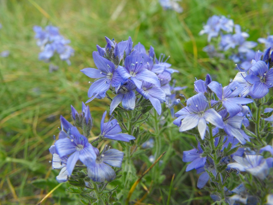 Veronica orsiniana / Veronica di Orsini