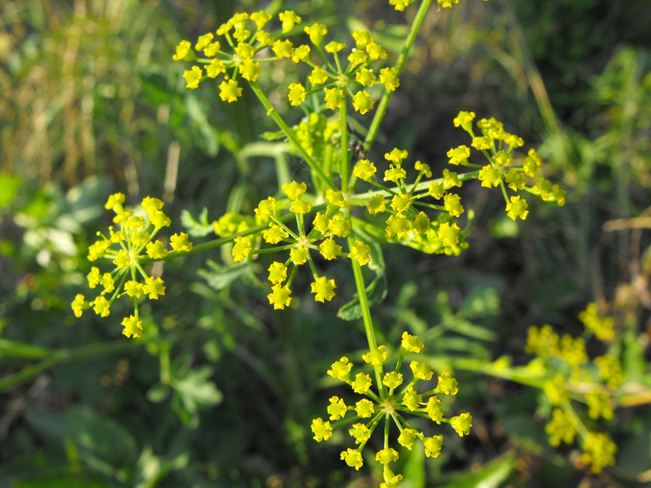 Pastinaca sativa / Pastinaca comune