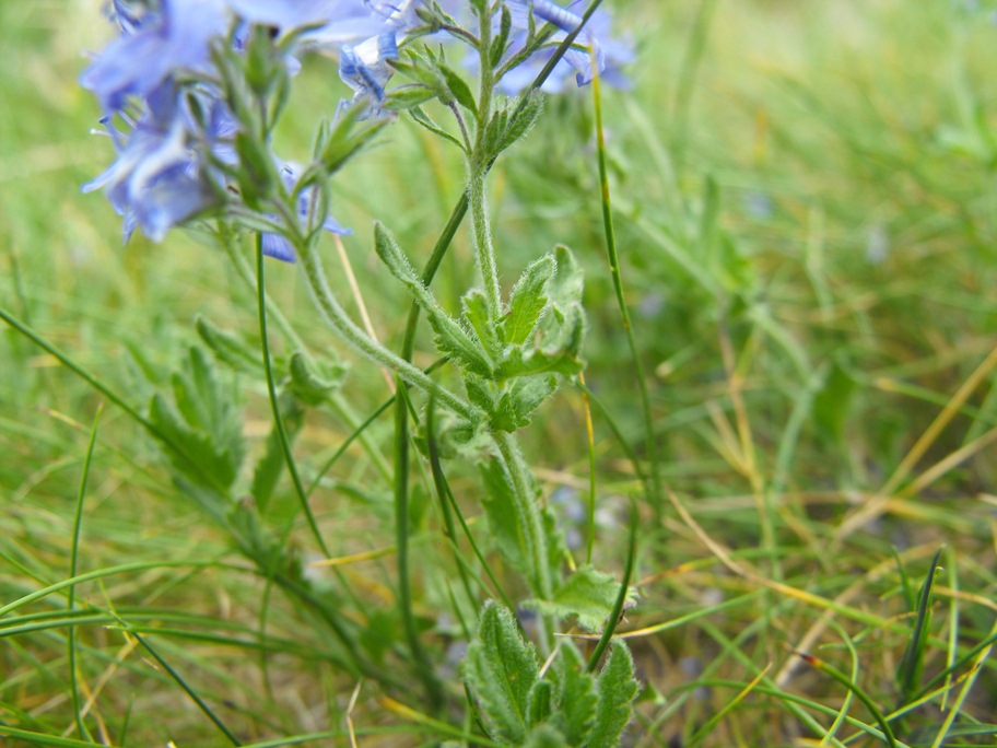 Veronica orsiniana / Veronica di Orsini