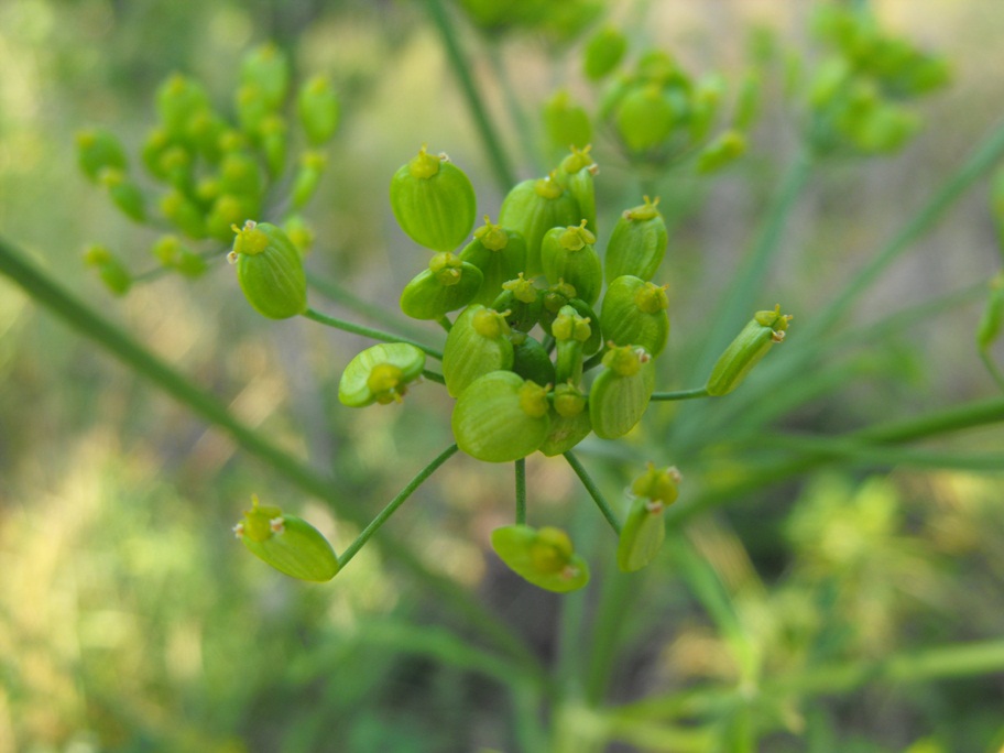 Pastinaca sativa / Pastinaca comune