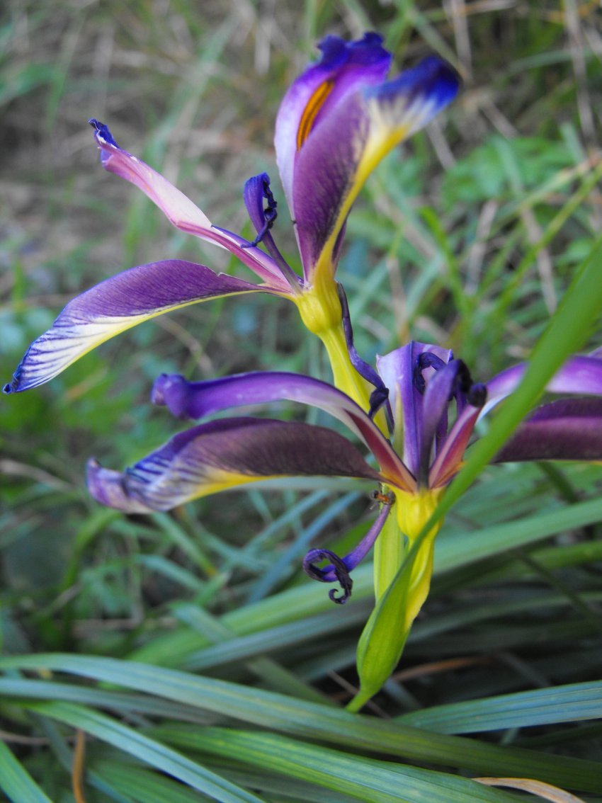 Iris graminea