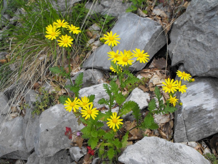 Senecio squalidus subsp. rupestris/ Senecione delle rupi