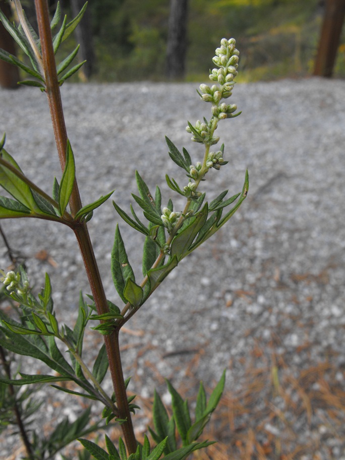 Artemisia vulgaris / Assenzio selvatico