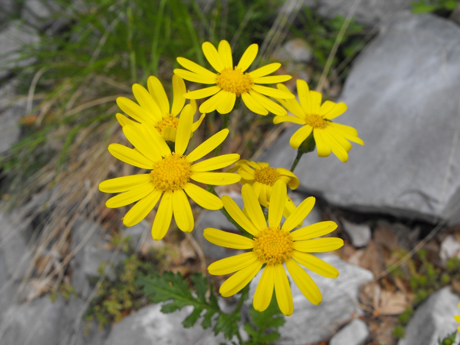 Senecio squalidus subsp. rupestris/ Senecione delle rupi