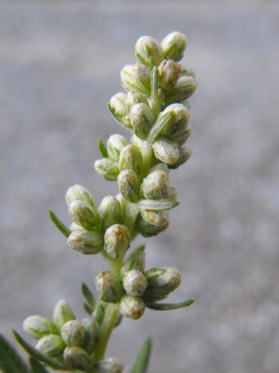 Artemisia vulgaris / Assenzio selvatico