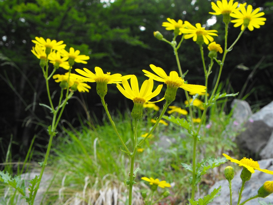 Senecio squalidus subsp. rupestris/ Senecione delle rupi