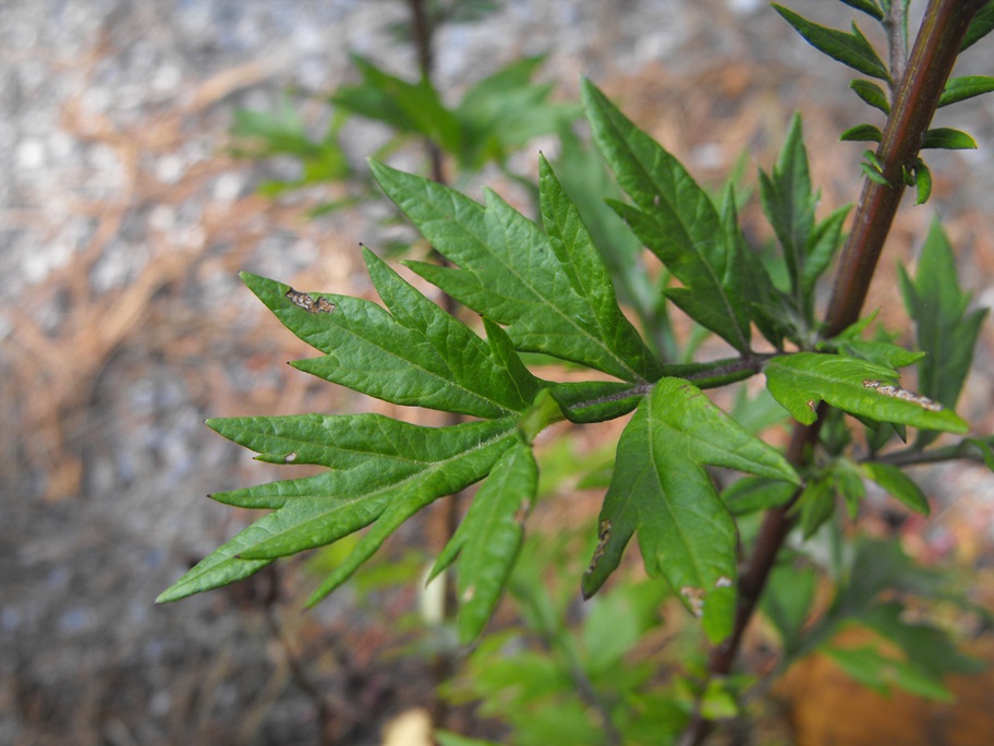 Artemisia vulgaris / Assenzio selvatico