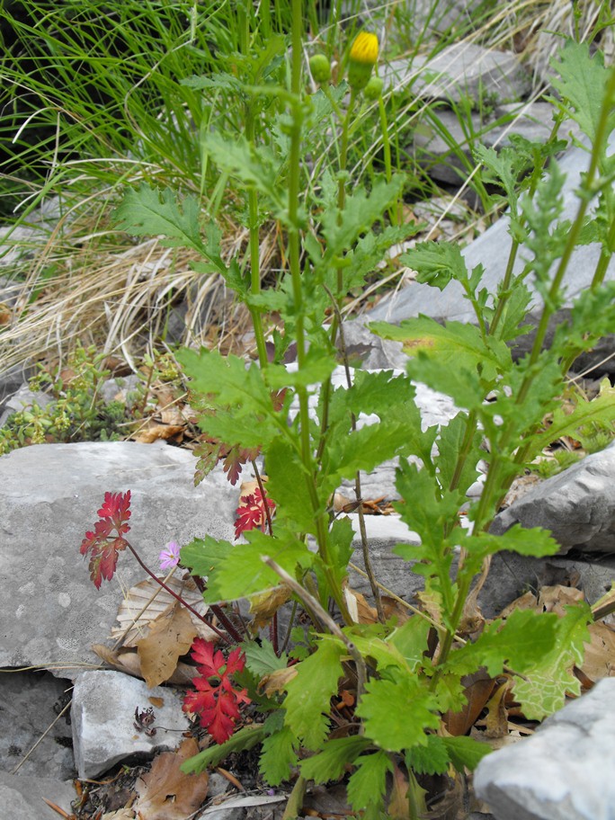 Senecio squalidus subsp. rupestris/ Senecione delle rupi