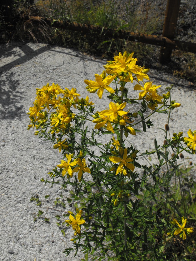 Hypericum perforatum