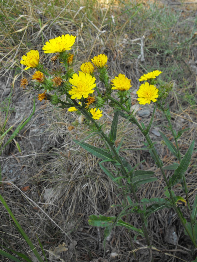 Picris hieracioides  / Aspraggine comune