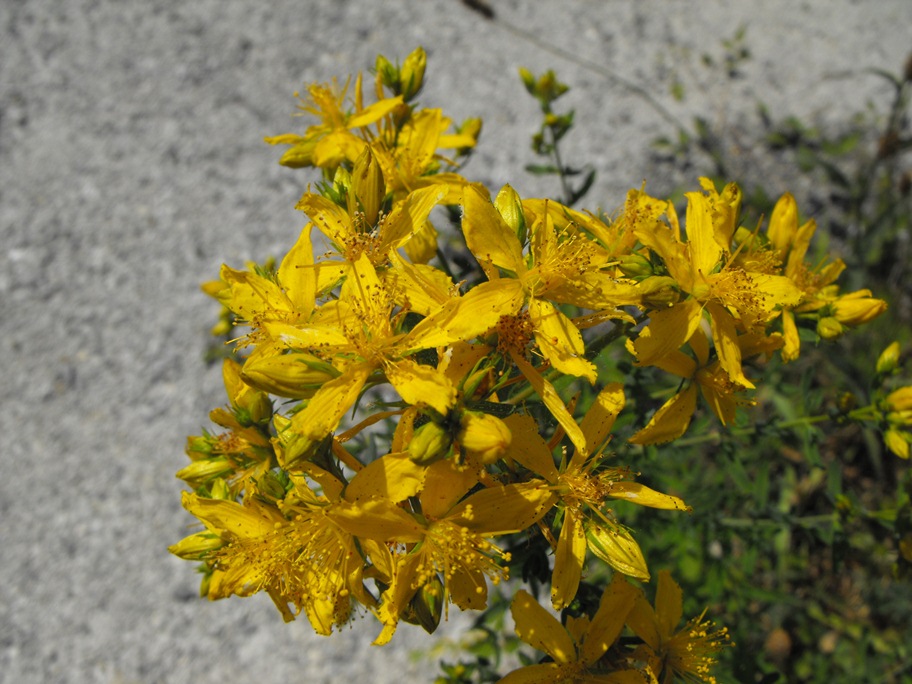 Hypericum perforatum