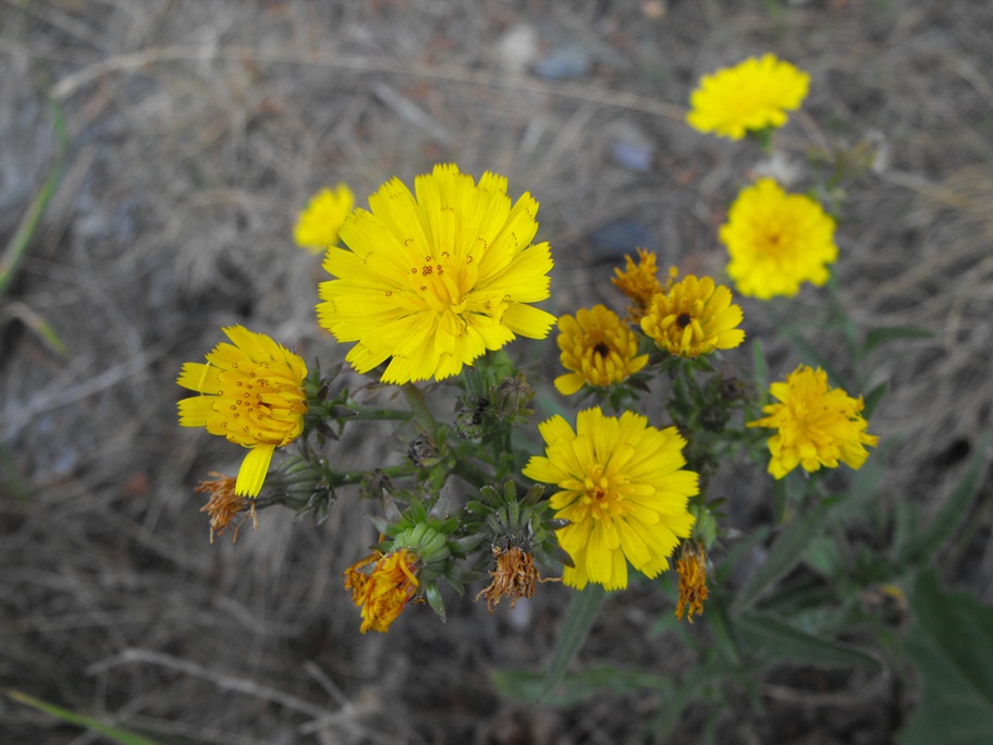 Picris hieracioides  / Aspraggine comune