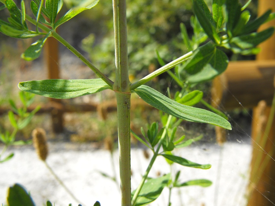 Hypericum perforatum