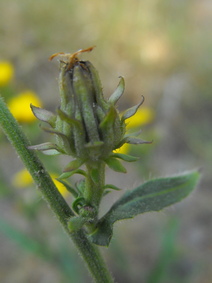 Picris hieracioides  / Aspraggine comune