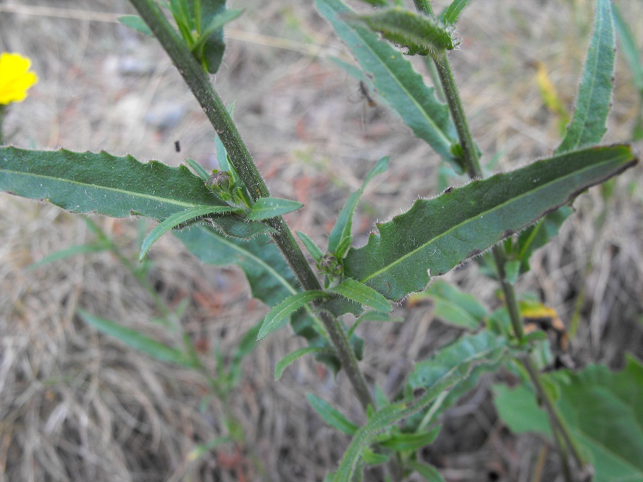 Picris hieracioides  / Aspraggine comune