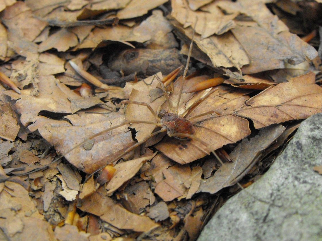 Metaphalangium cfr. cirtanum (Phalangiidae)