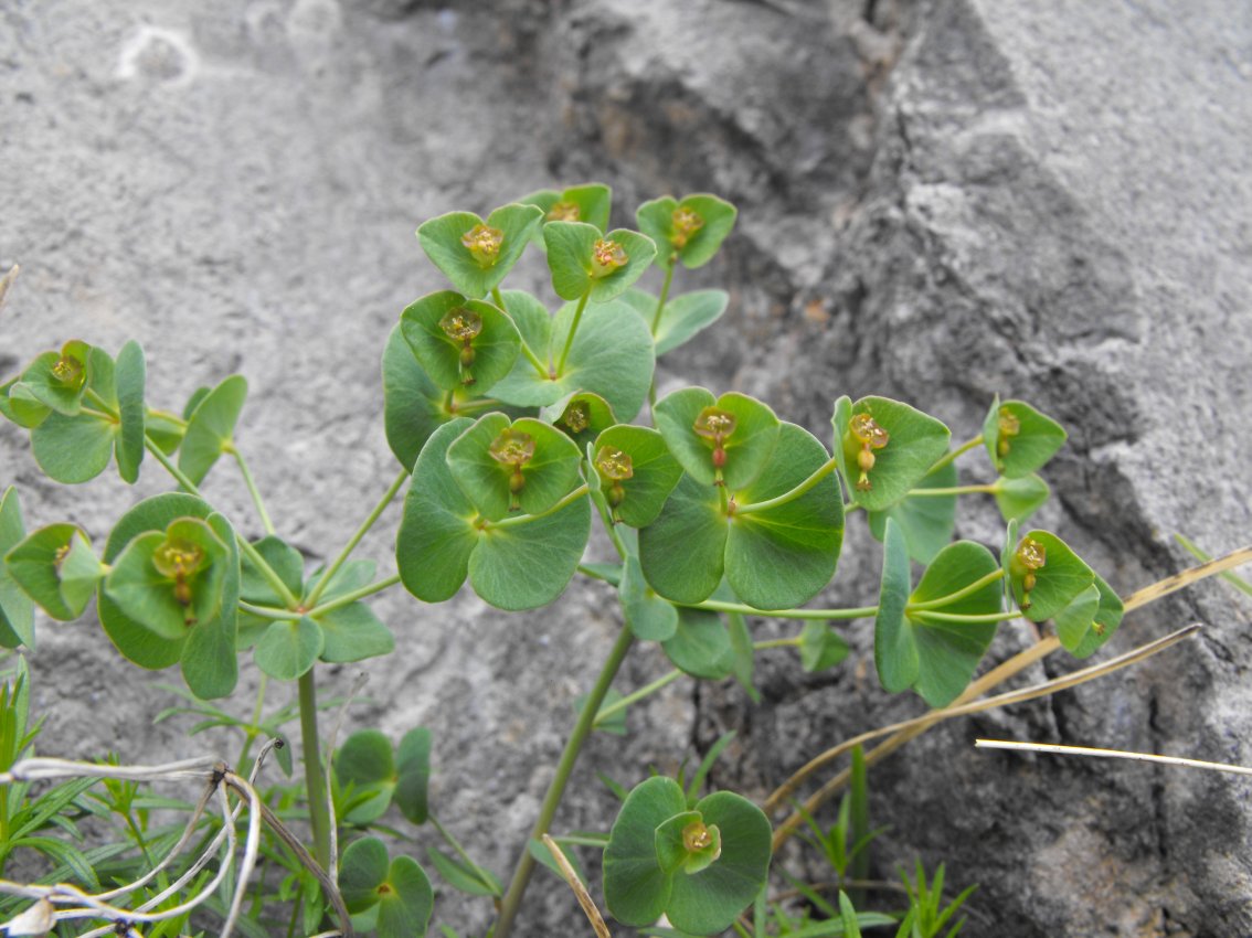 Euphorbia vallinoana (=valliniana) / Euforbia di vallino