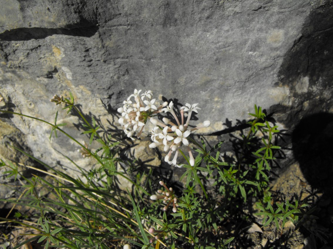 Asperula hexaphylla / Stellina delle Alpi Marittime