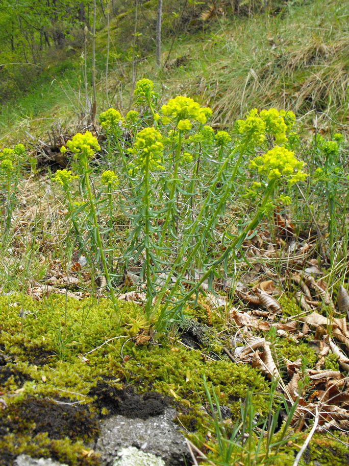 Euphorbia cyparissias