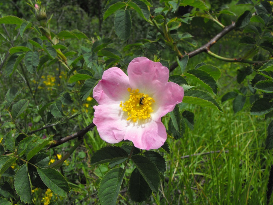 Rosa da determinare